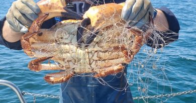 Baiona, epicentro dun operativo contra o furtivismo que se salda con 225 quilos de marisco incautados